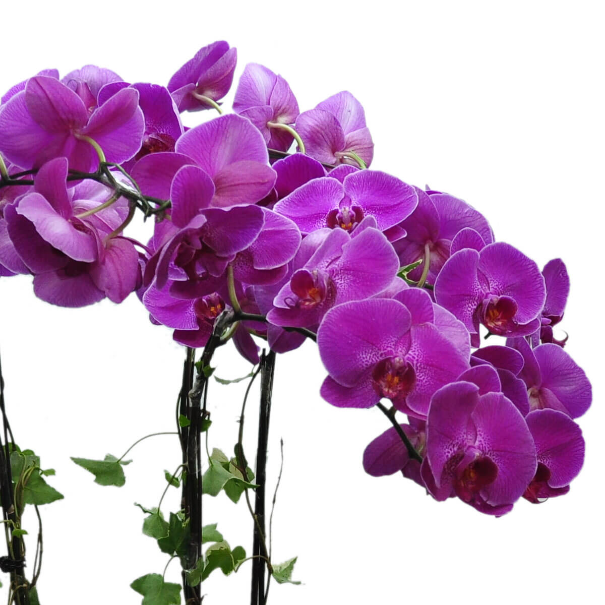 A cluster of magenta phalaenopsis orchids blooming along gracefully arched stems, complemented by winding green ivy - 洋紅蝴蝶蘭花叢沿優雅彎曲枝幹綻放，點綴纏繞的綠色常春藤