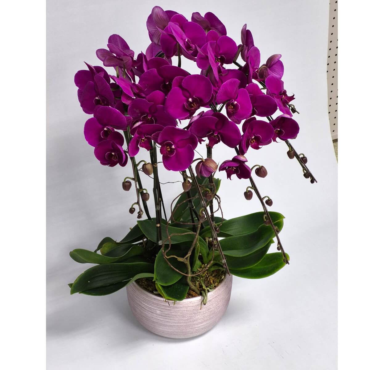 Real photo of Dancing Butterflies orchid arrangement featuring five stems of vibrant purple phalaenopsis orchids with curved flowering stems, unopened buds, and lush green foliage in a textured white round ceramic pot - 舞蝶蘭花組合真實照片，展示五莖鮮艷紫色蝴蝶蘭，花莖優雅彎曲，未綻放花蕾及翠綠葉片，置於白色紋理陶瓷圓形花盆中