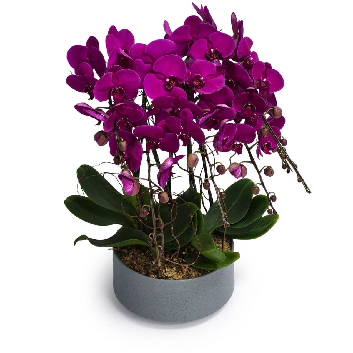 Grand Phalaenopsis