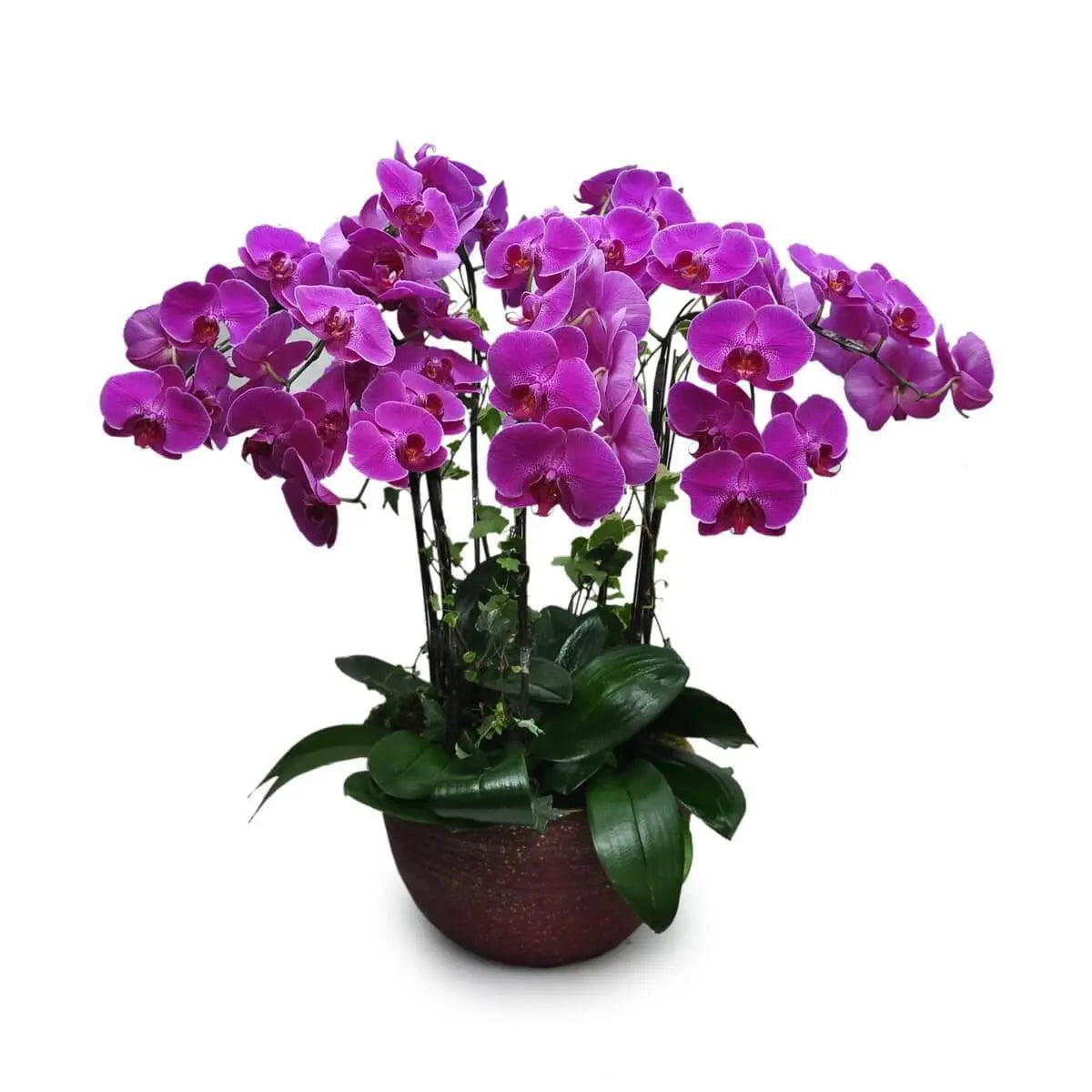 Clustered magenta Phalaenopsis orchids with cascading blooms and dense green leaves in a wide maroon ceramic planter | 洋紫色蝴蝶蘭花串層層堆疊，配以濃密綠葉，擺放於寬口酒紅陶盆中，造型大氣飽滿