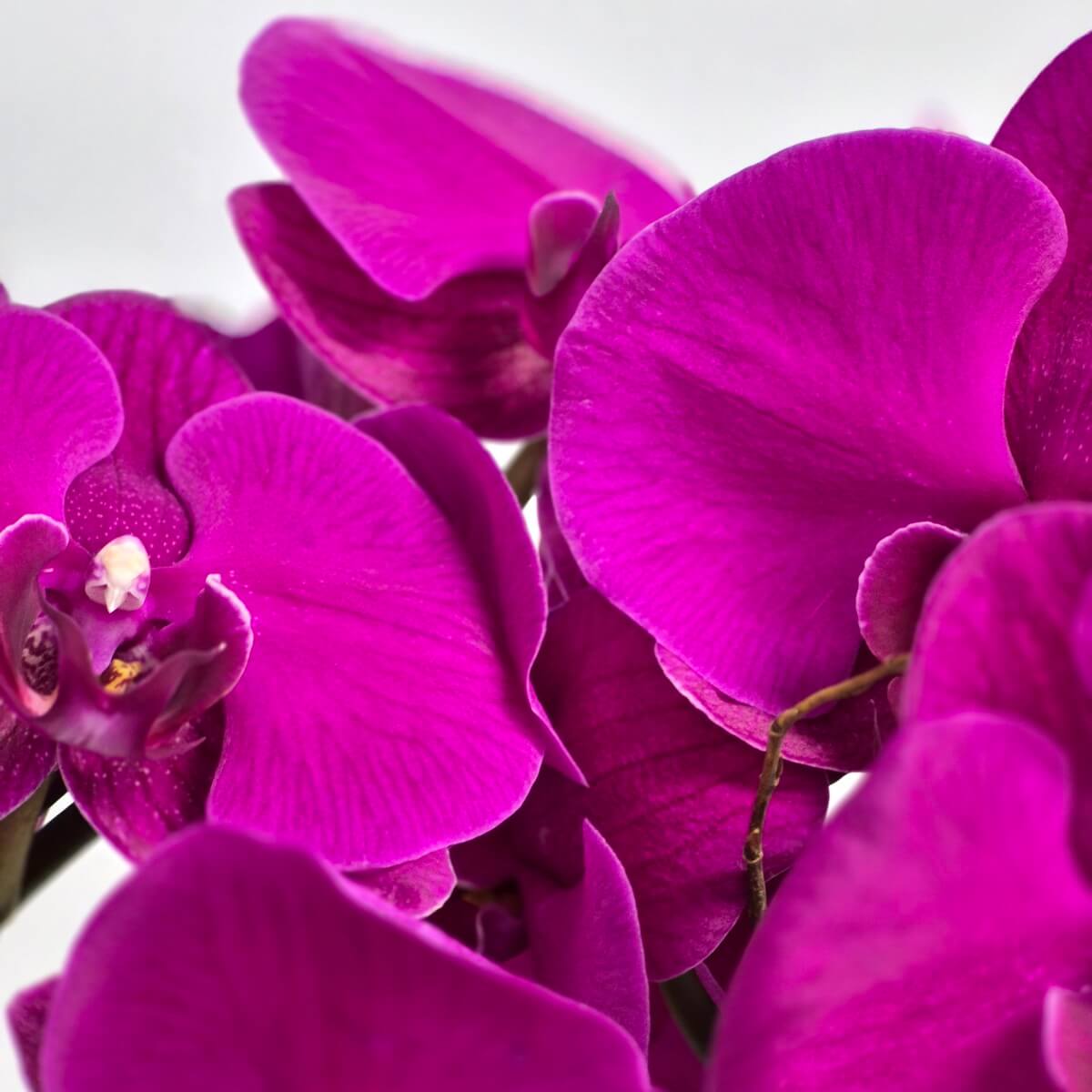 Grand Phalaenopsis