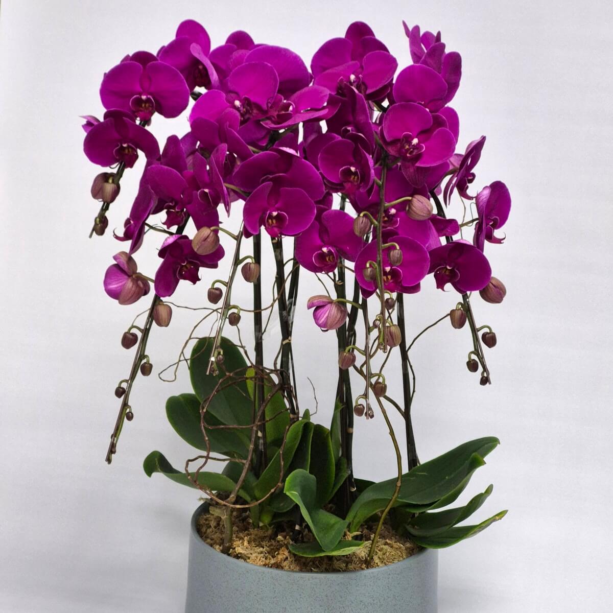 Grand Phalaenopsis
