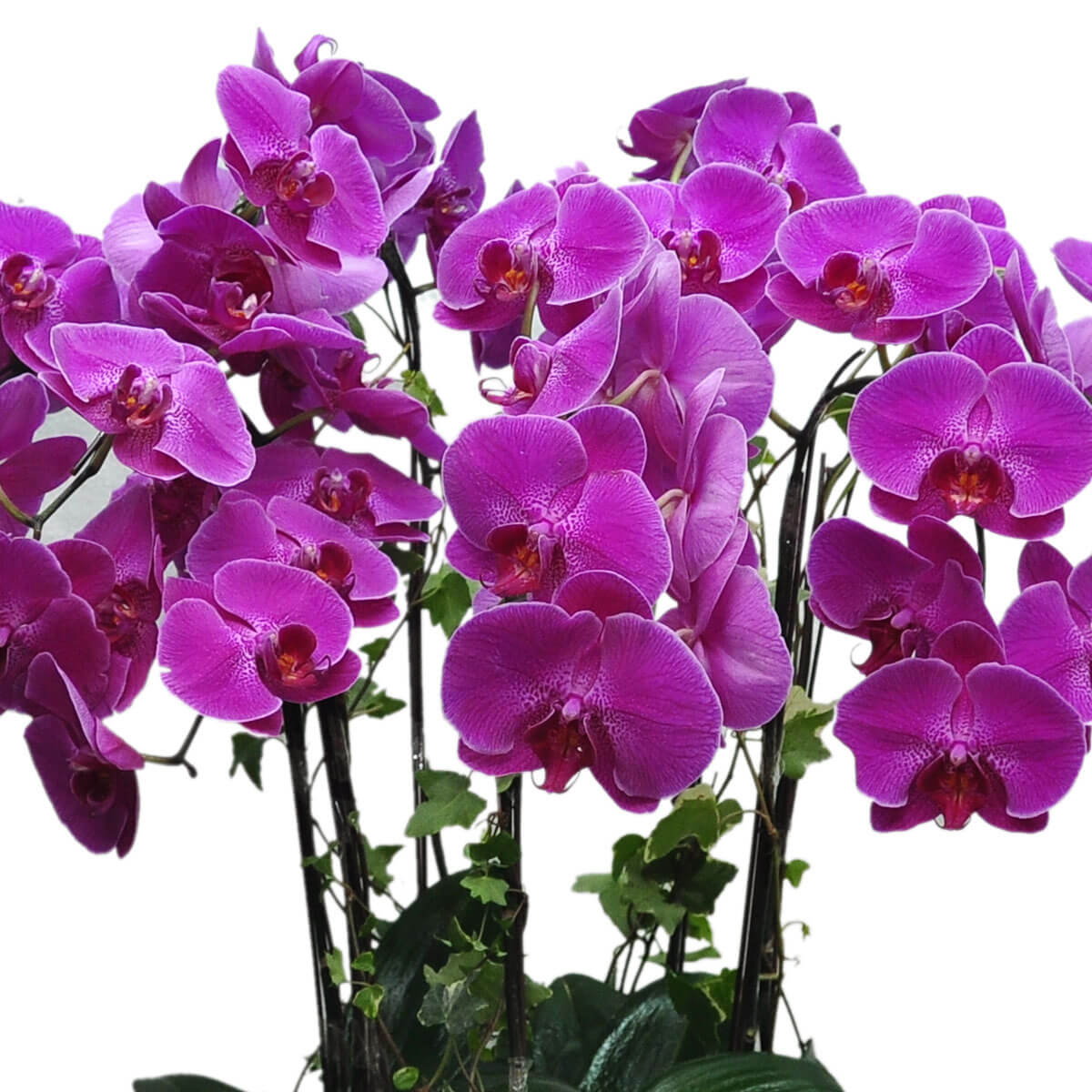 Abundant magenta phalaenopsis orchids in full bloom on upright stems, with lush green ivy at the base - 豐盛洋紅蝴蝶蘭花盛開於直立枝幹，底部襯以翠綠常春藤