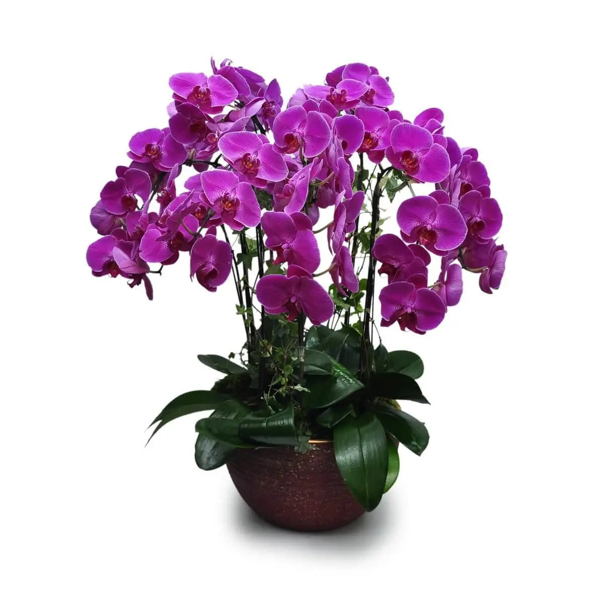 Lush magenta Phalaenopsis orchids layered with glossy green leaves in a deep red ceramic bowl with gold-edged rim | 洋紫色蝴蝶蘭花串繁密，綠葉濃郁，擺放於暗紅色陶瓷圓盆內，金邊點綴低調奢華