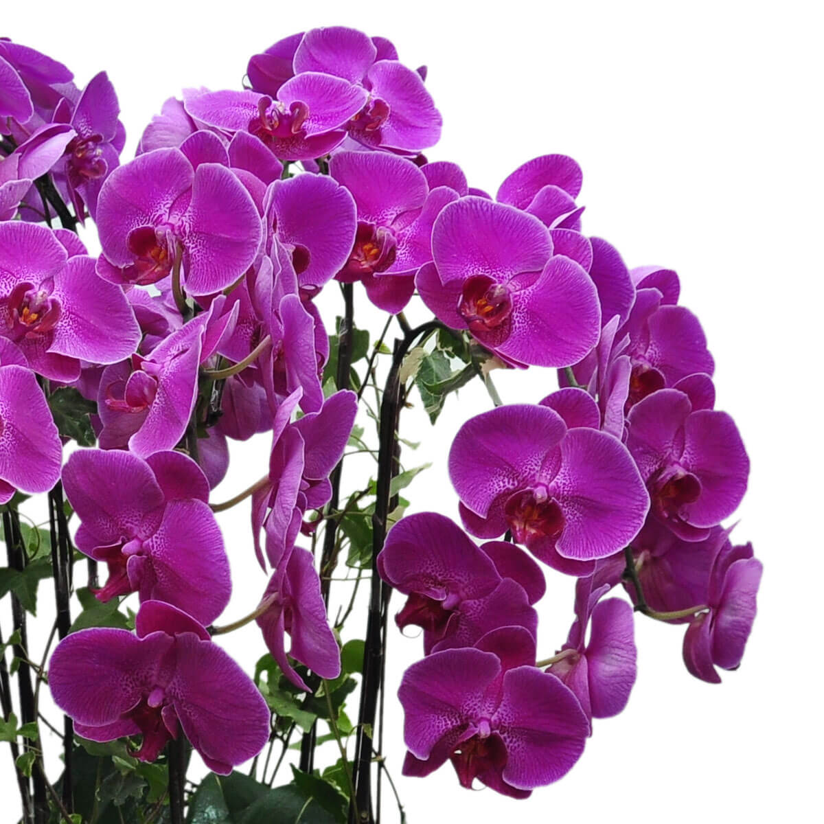 A lush display of magenta phalaenopsis orchids blooming on arching stems, with green ivy cascading below - 洋紅蝴蝶蘭在拱形枝幹上繁盛綻放，翠綠常春藤從底部垂下，營造豐富層次感