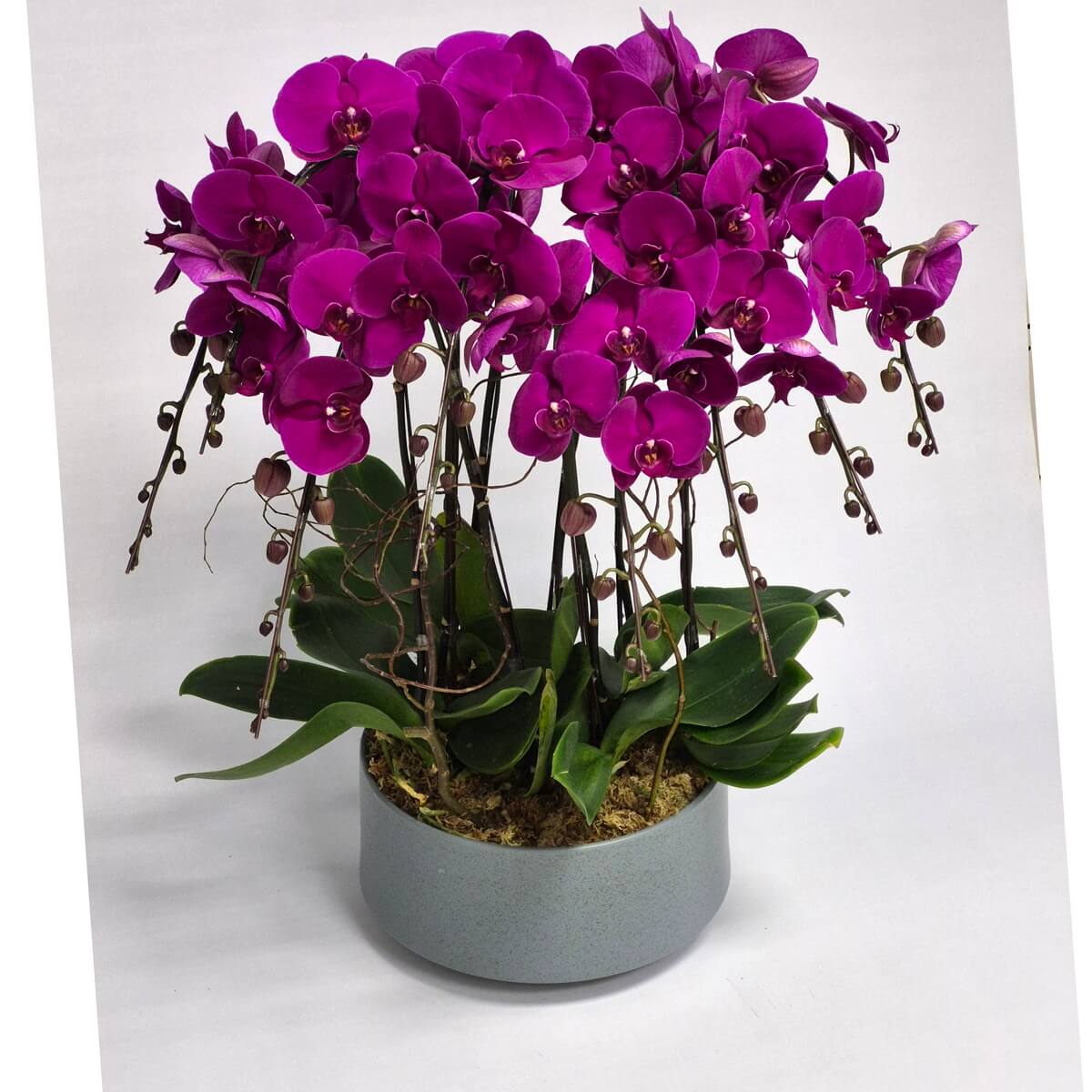 Original photo of Regal Phalaenopsis arrangement featuring 8 stems of vibrant purple phalaenopsis orchids with unopened buds in cascading sprays, lush green foliage, and pale gray round ceramic pot - 皇家蝴蝶蘭盆栽展示8莖鮮豔紫色蝴蝶蘭花莖，瀑布式花序設計，翠綠葉片，淡灰色圓形陶瓷盆