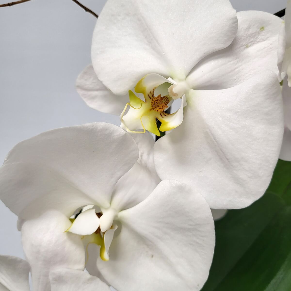 Close-up of elegant white Phalaenopsis orchids with broad petals and intricate yellow-maroon centers | 白蝴蝶蘭特寫，寬大花瓣及精緻黃色花心帶酒紅紋路。