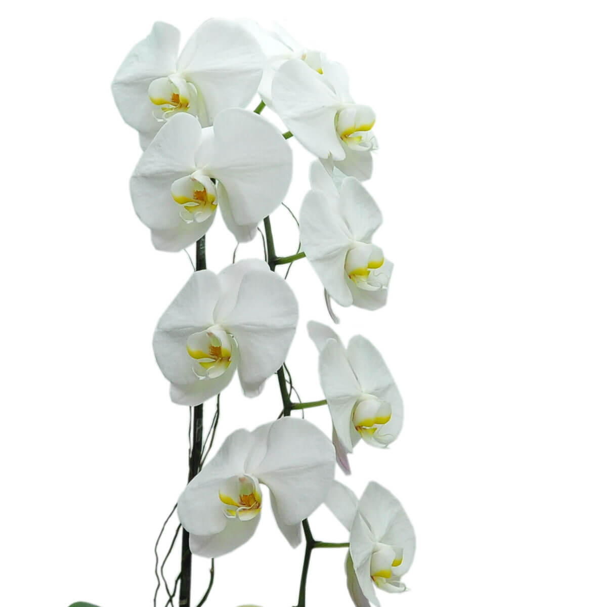 Elegant white phalaenopsis orchids bloom in a soft cascade, with delicate yellow centers enhancing their pristine beauty - 優雅白色蝴蝶蘭層層下垂綻放，黃心點綴純淨美感