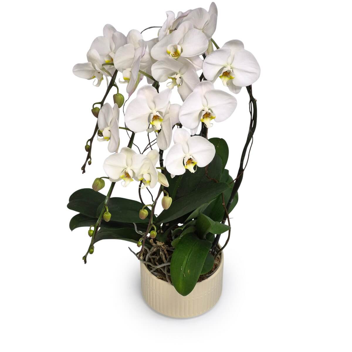 White Phalaenopsis