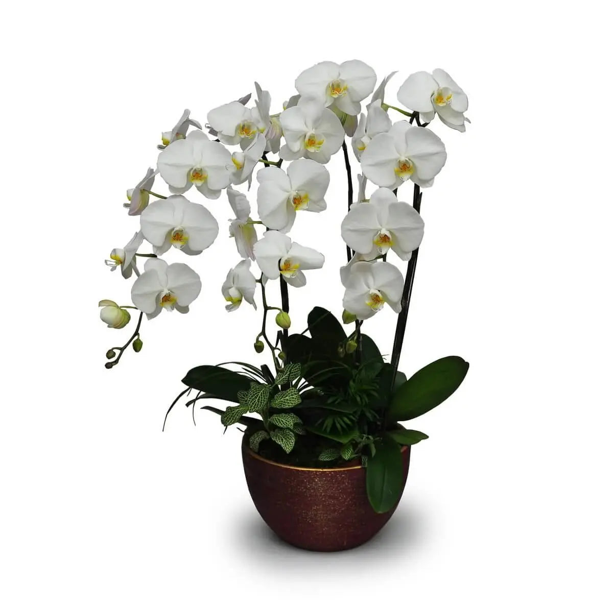 Multiple stems of white Phalaenopsis orchids with yellow centers and lush green leaves arranged in a red textured ceramic planter | 多枝白蝴蝶蘭配黃色花心及濃綠葉，紅陶盆中造型優雅。