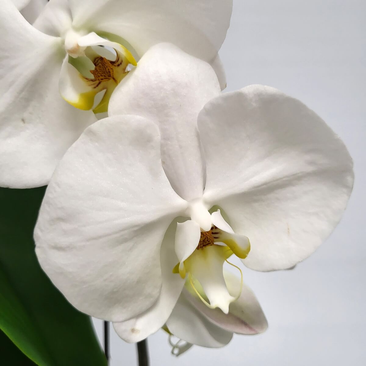 Close-up of white Phalaenopsis orchids with yellow-maroon centers | 白蝴蝶蘭特寫，花心呈黃色帶酒紅紋理。
