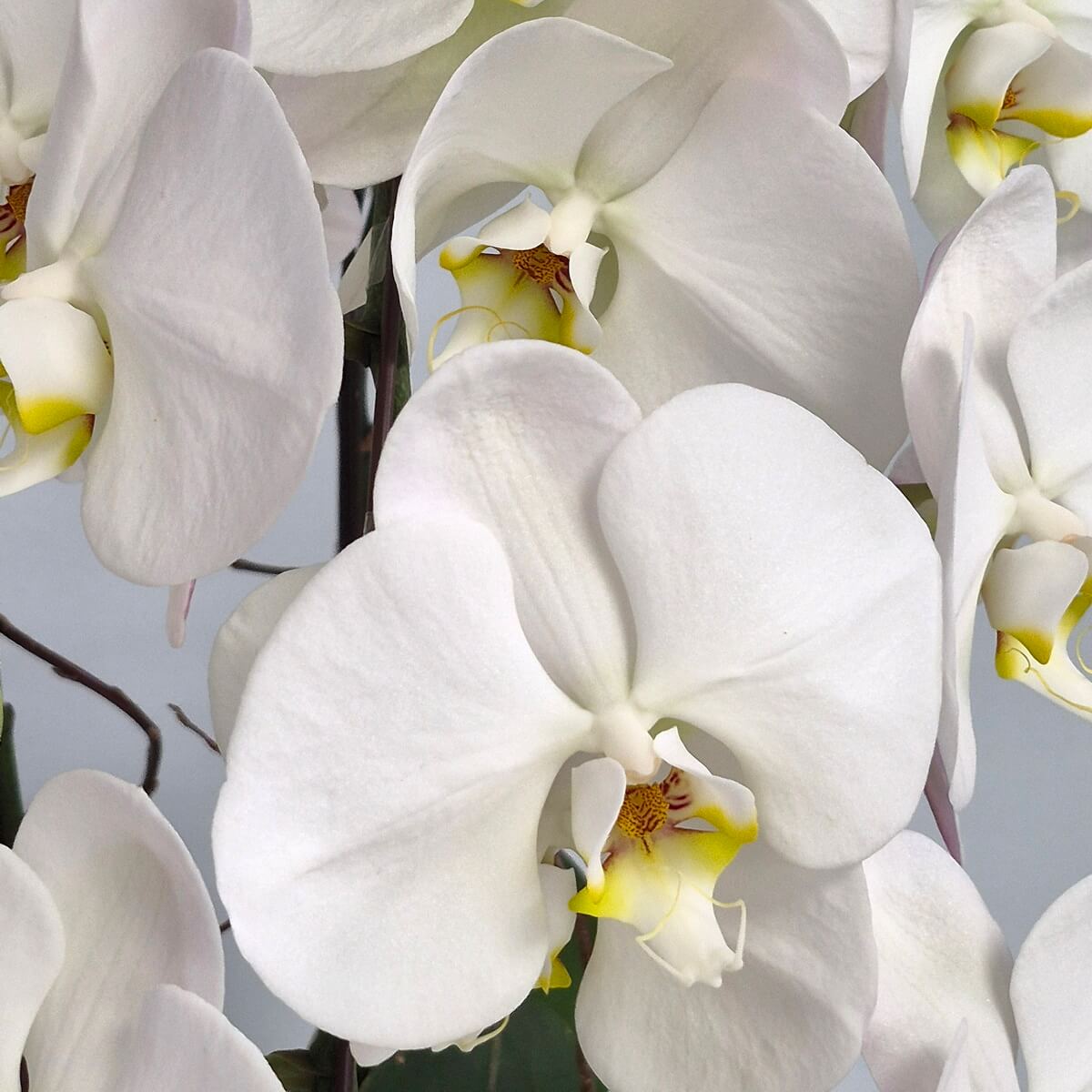 White Phalaenopsis