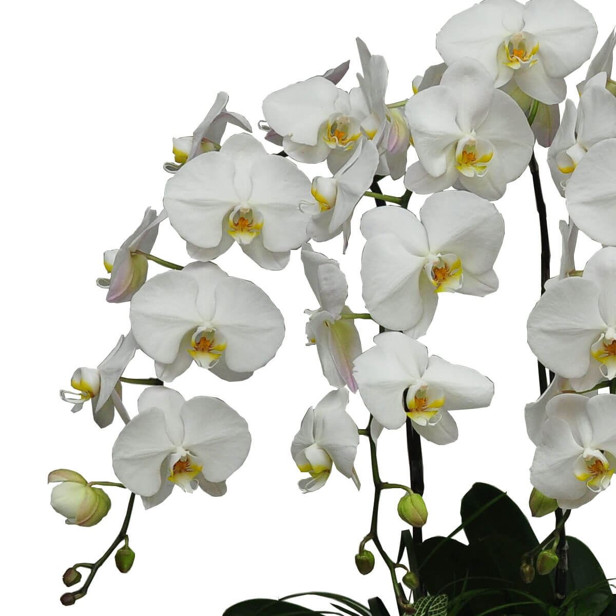 Clusters of white phalaenopsis orchids with yellow centers bloom gracefully on arching stems, surrounded by buds - 白色蝴蝶蘭優雅盛開於弧形枝條上，黃心點綴，綠色花苞環繞四周