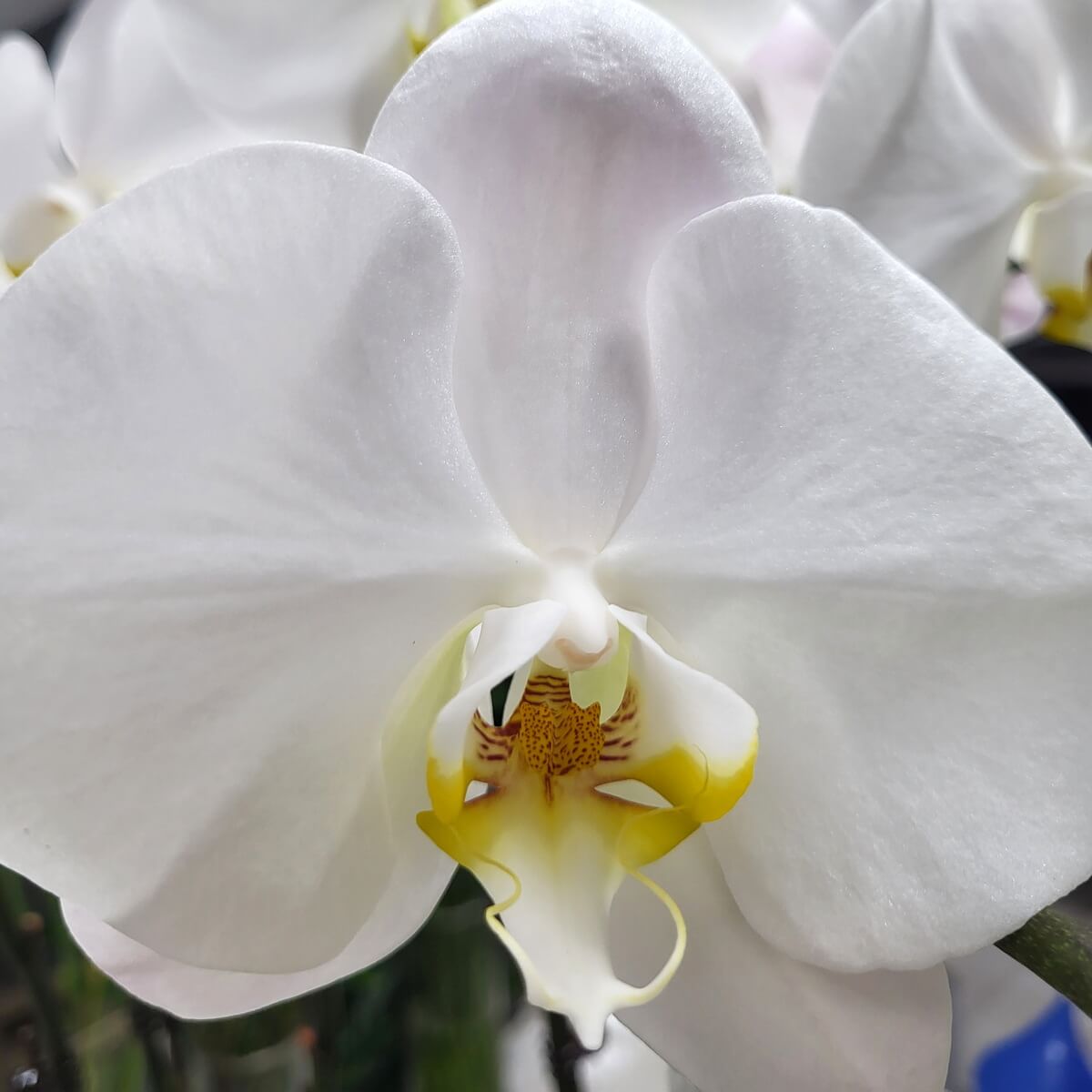 Detailed view of a white Phalaenopsis orchid in bloom, featuring wide petals and a yellow and maroon patterned throat | 盛放的白色蝴蝶蘭特寫，花瓣寬大，中央有黃紅條紋唇瓣