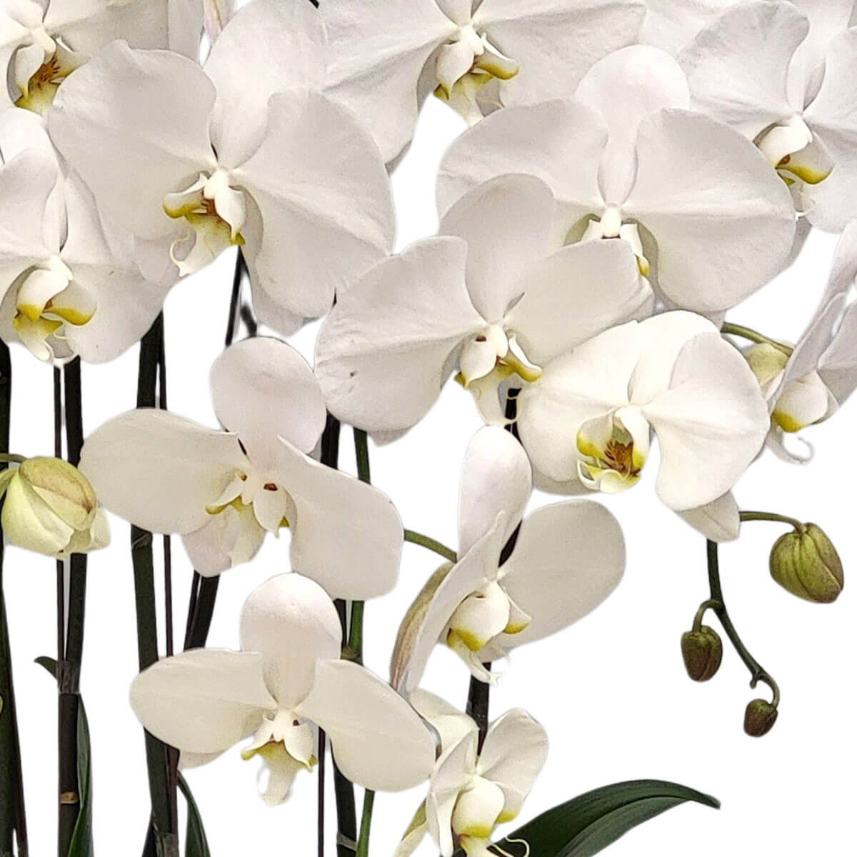 Graceful white Phalaenopsis orchids with soft yellow centers 純白蝴蝶蘭象徵高雅與純潔，黃心花蕊增添溫柔氣息，適合各種祝賀或空間擺設。