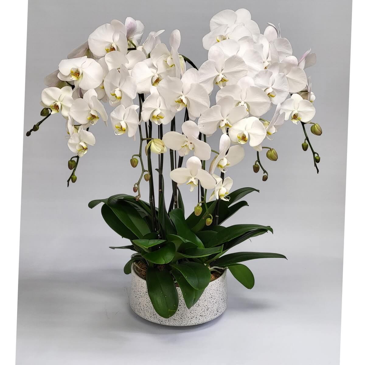 Arrangement of white Phalaenopsis orchids with cascading buds and lush green leaves in a white speckled round ceramic pot 白色蝴蝶蘭盆栽，花苞密集垂掛，濃綠葉片環繞，置於白色點紋圓形陶瓷花盆中。
