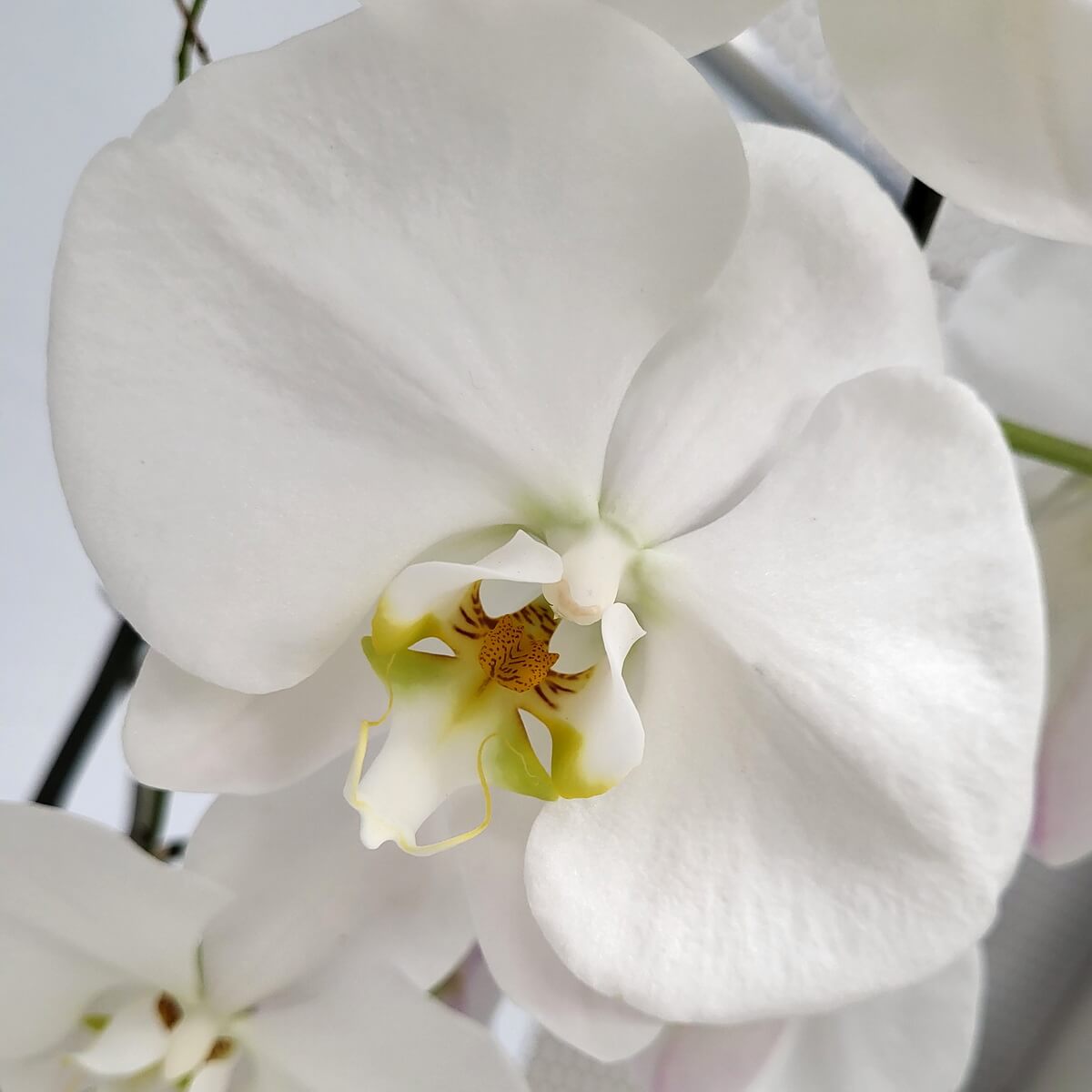 Detailed close-up of white orchid bloom with smooth petals and yellow-amber centre - 白蝴蝶蘭特寫，花瓣細膩，中央帶黃與橙色紋理，優雅迷人。