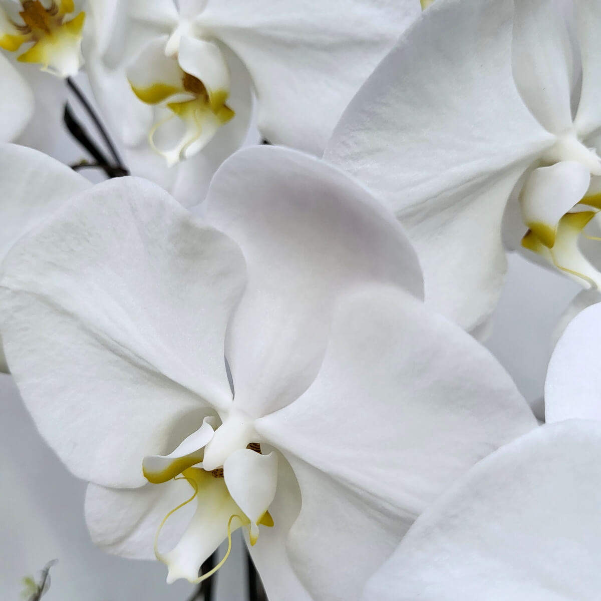 Detailed close-up of white orchid blooms with silky petals and yellow accents, highlighting elegance - 白蝴蝶蘭特寫，花瓣細緻純淨，中央帶黃點綴，優雅高貴。