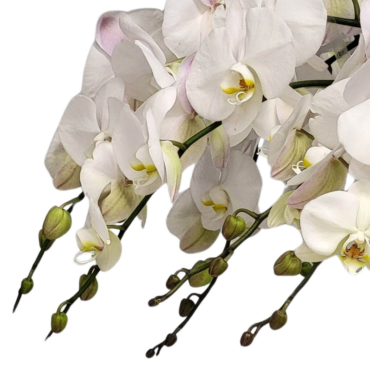 Cascading white Phalaenopsis orchids with hints of pink and green 優雅綻放的下垂白色蝴蝶蘭，柔和粉紅與青綠交織，展現清新自然的高雅風格，適合高級空間或祝賀用途。