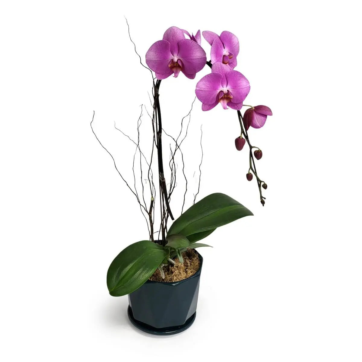 Phalaenopsis orchid with purple blooms and green leaves in a dark geometric pot with moss covering | 紫紅蝴蝶蘭開花，配寬闊綠葉與水苔覆盆，深色幾何陶瓷花盆承載