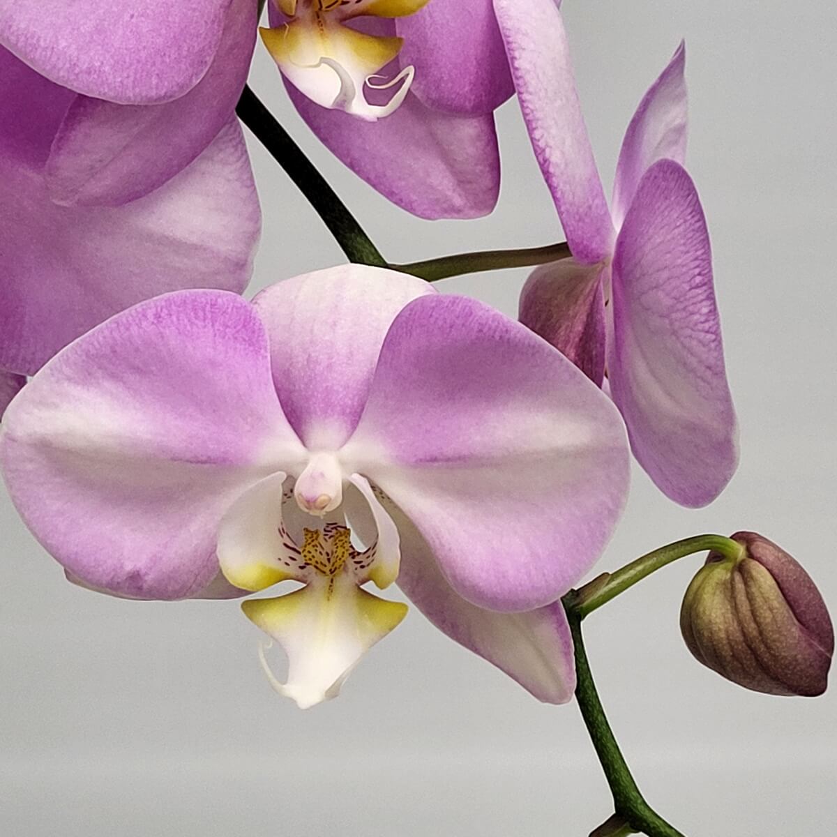 Detailed close-up of lavender orchid bloom with soft petals blending purple to white, yellow centre and bud - 淡紫蝴蝶蘭特寫，紫白漸變花瓣，中央黃紋，含苞待放。
