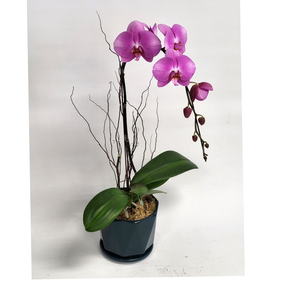 Magenta Phalaenopsis orchid arrangement with hanging buds, decorative twigs, and wide green leaves in a faceted dark pot 洋紅色蝴蝶蘭盆栽，拱形花梗掛滿花苞，配裝飾彎枝與濃綠闊葉，擺設於深色多邊形花盆中。
