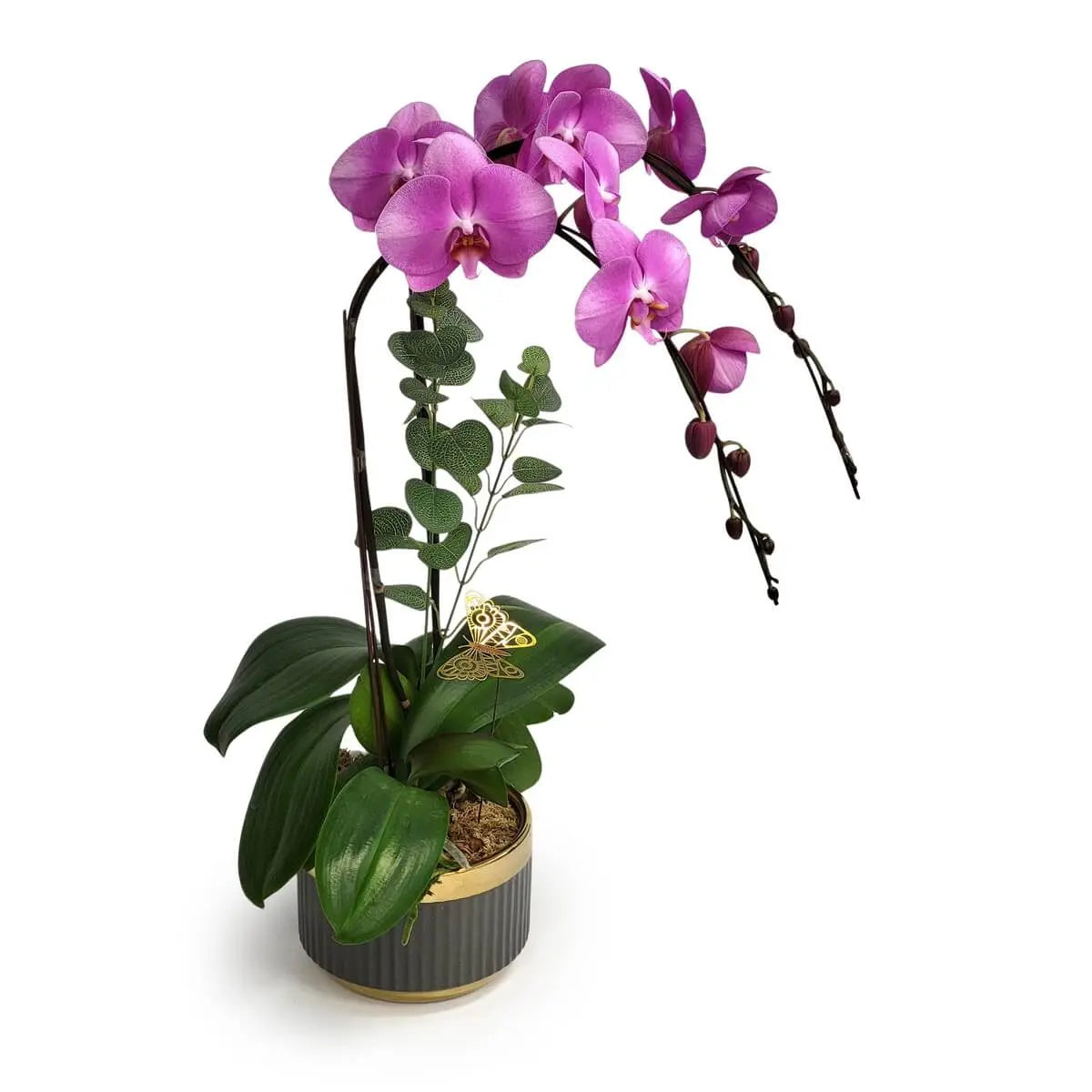 Phalaenopsis orchids with purple blooms and foliage in gold-trimmed ribbed ceramic pot with moss base | 紫色蝴蝶蘭雙枝盛開，搭配葉片與水苔，種於金邊灰紋陶瓷花盆中