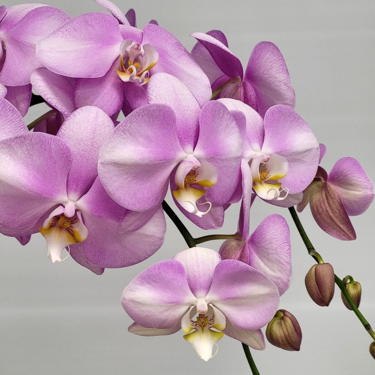 Elegant spray of lavender orchids with purple to white petals, golden centres and unopened buds - 淡紫蝴蝶蘭花束，紫白漸變花瓣，中央點綴金黃，含苞待放。