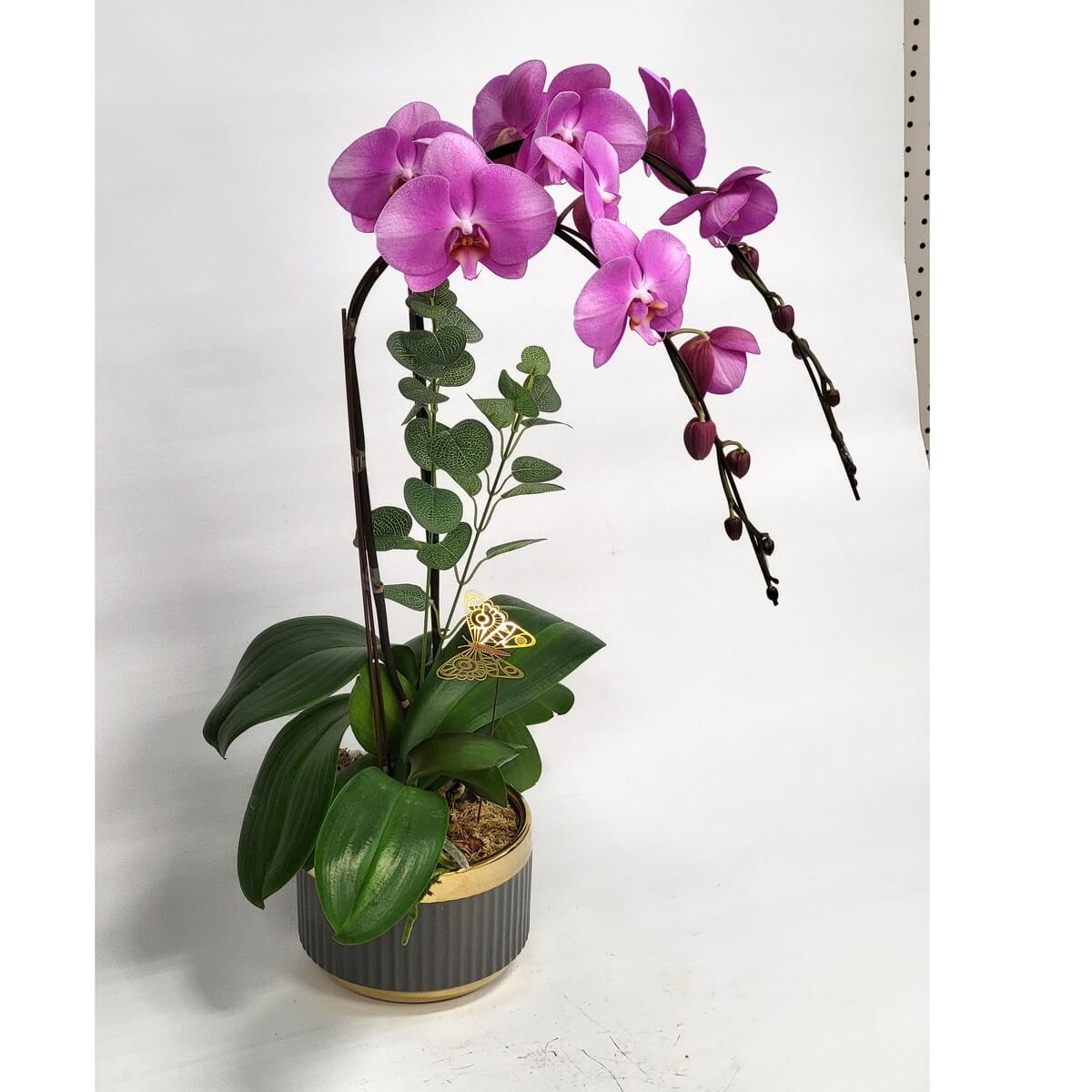 Magenta Phalaenopsis orchid with hanging buds, decorative foliage, and gold butterfly accent in a grey ceramic pot trimmed with gold 洋紅色蝴蝶蘭盆栽，花苞下垂，配裝飾葉與金色蝴蝶小件，擺放於灰色陶瓷花盆並飾以金邊。
