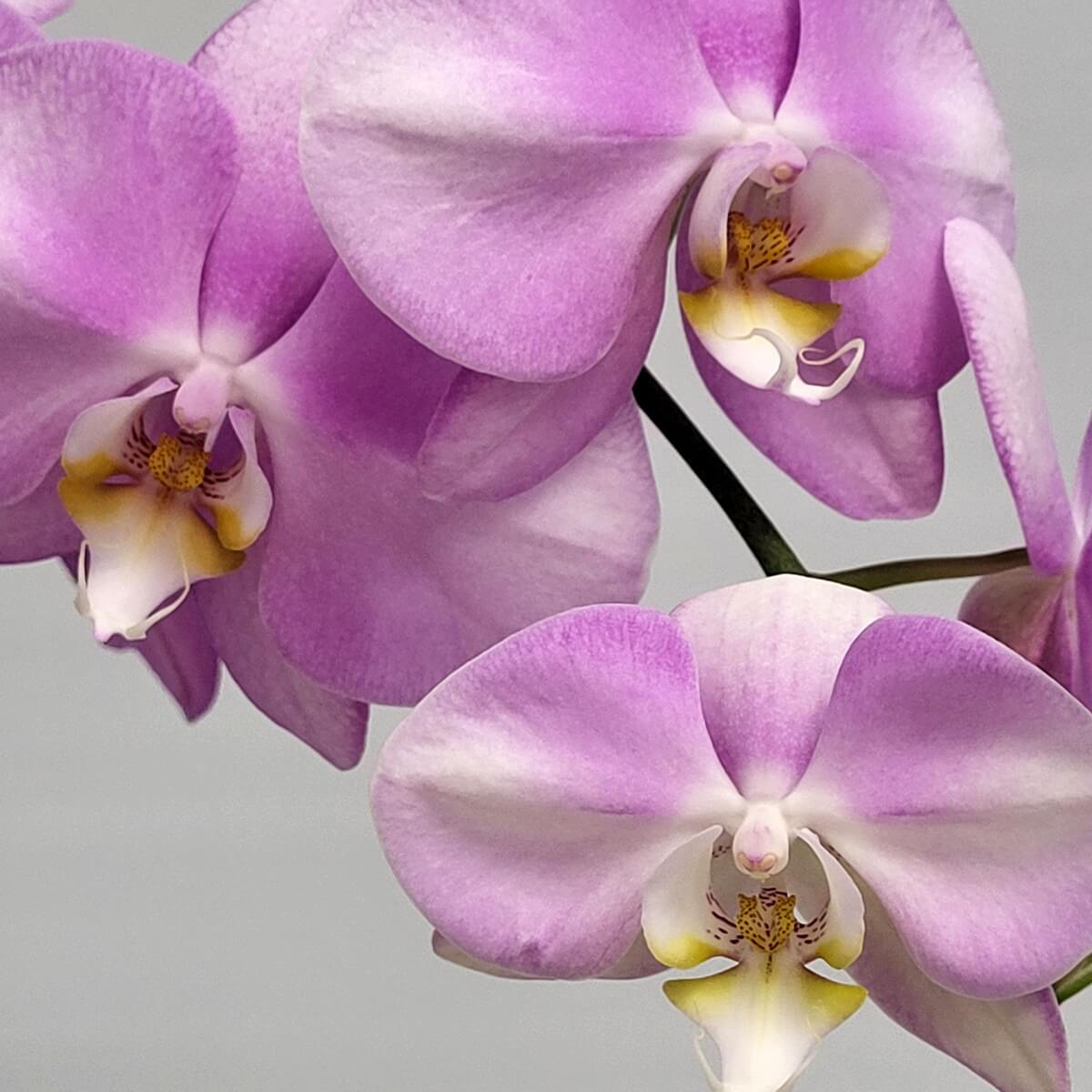 Detailed close-up of lavender orchids in bloom with purple to white petals and yellow centres - 淡紫蝴蝶蘭盛放特寫，紫白漸變花瓣，中央點綴金黃，優雅迷人。