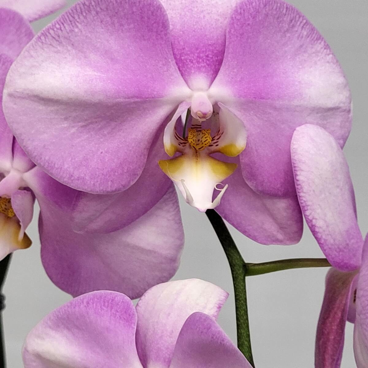 Detailed close-up of lavender orchid bloom with purple to white petals and golden centre - 淡紫蝴蝶蘭盛放特寫，紫白漸變花瓣，中央點綴金黃細節。