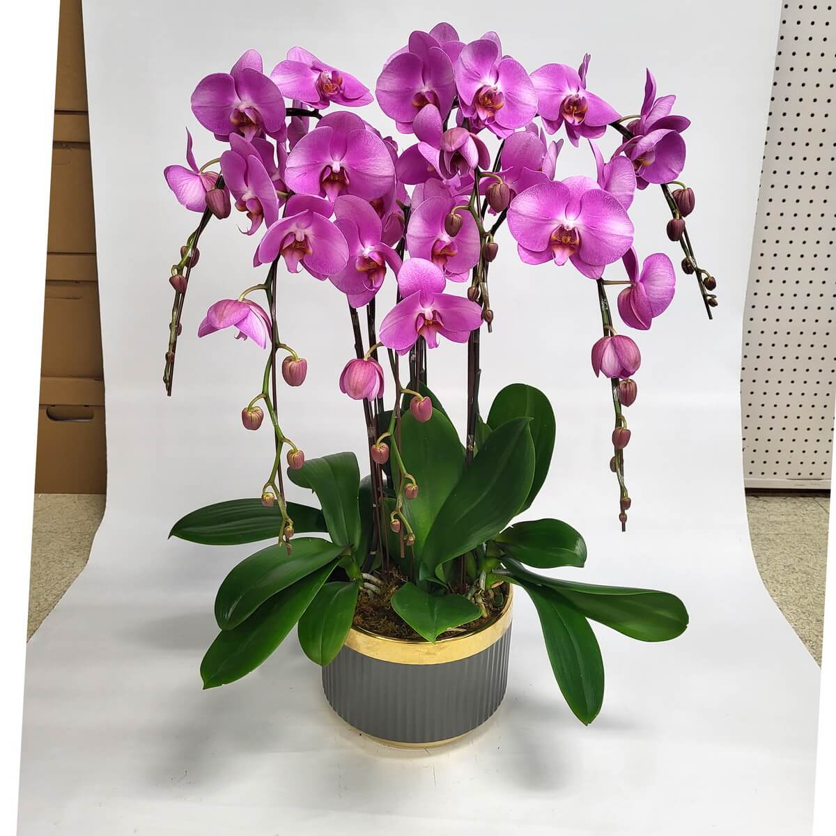 Arrangement of magenta Phalaenopsis orchids with cascading buds and broad green leaves in a grey ceramic pot trimmed with gold 洋紅色蝴蝶蘭盆栽，花苞密集垂掛，綠葉環繞，擺放於灰色陶瓷花盆，盆緣飾以金邊。