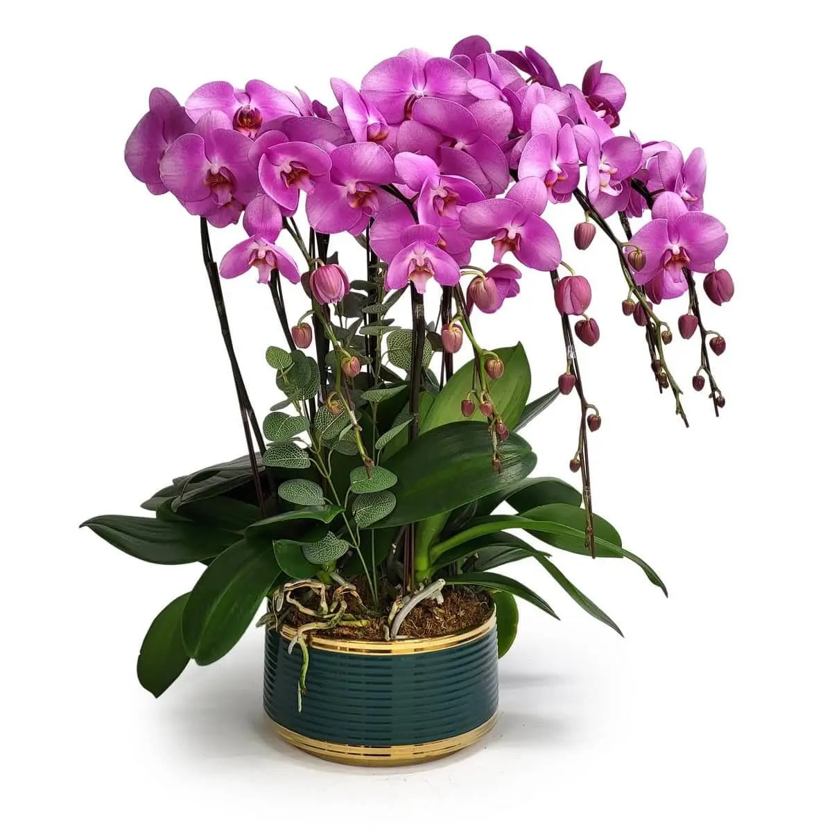 Full arrangement of bright magenta Phalaenopsis orchids with cascading buds and lush green leaves in a round deep green pot with golden accents | 鮮紫紅蝴蝶蘭花朵盛放並垂掛花苞，綠葉茂密，搭配圓形深綠金邊陶瓷盆