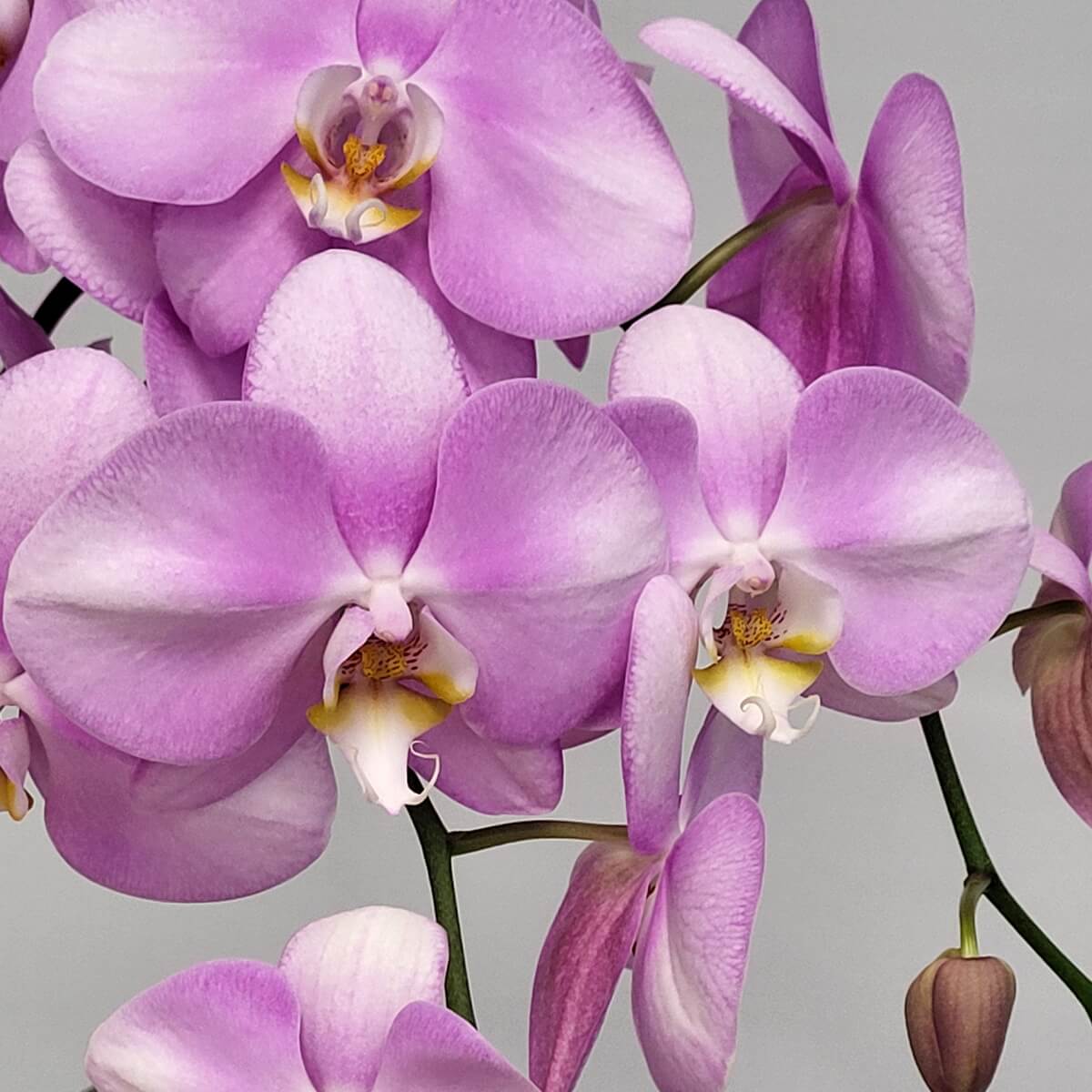 Cluster of lavender orchids with velvety purple to white petals, golden centres and fresh buds - 淡紫蝴蝶蘭花簇，紫白漸變花瓣，中央金黃，含苞待放。