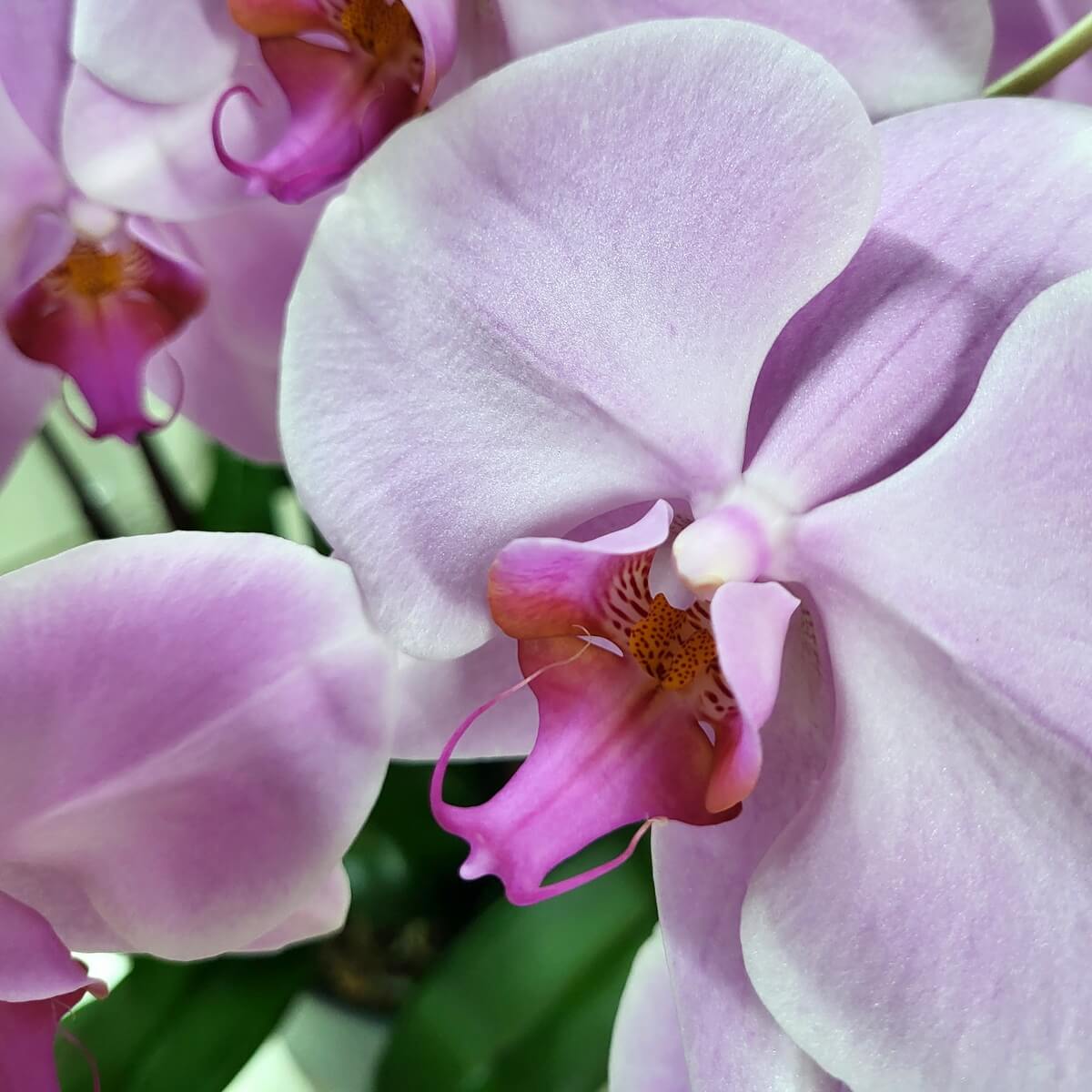 Close-up of pink Phalaenopsis orchid showing smooth petals and curled magenta lip with speckled throat 粉紅蝴蝶蘭特寫，花瓣光滑，唇瓣卷曲帶斑點喉部
