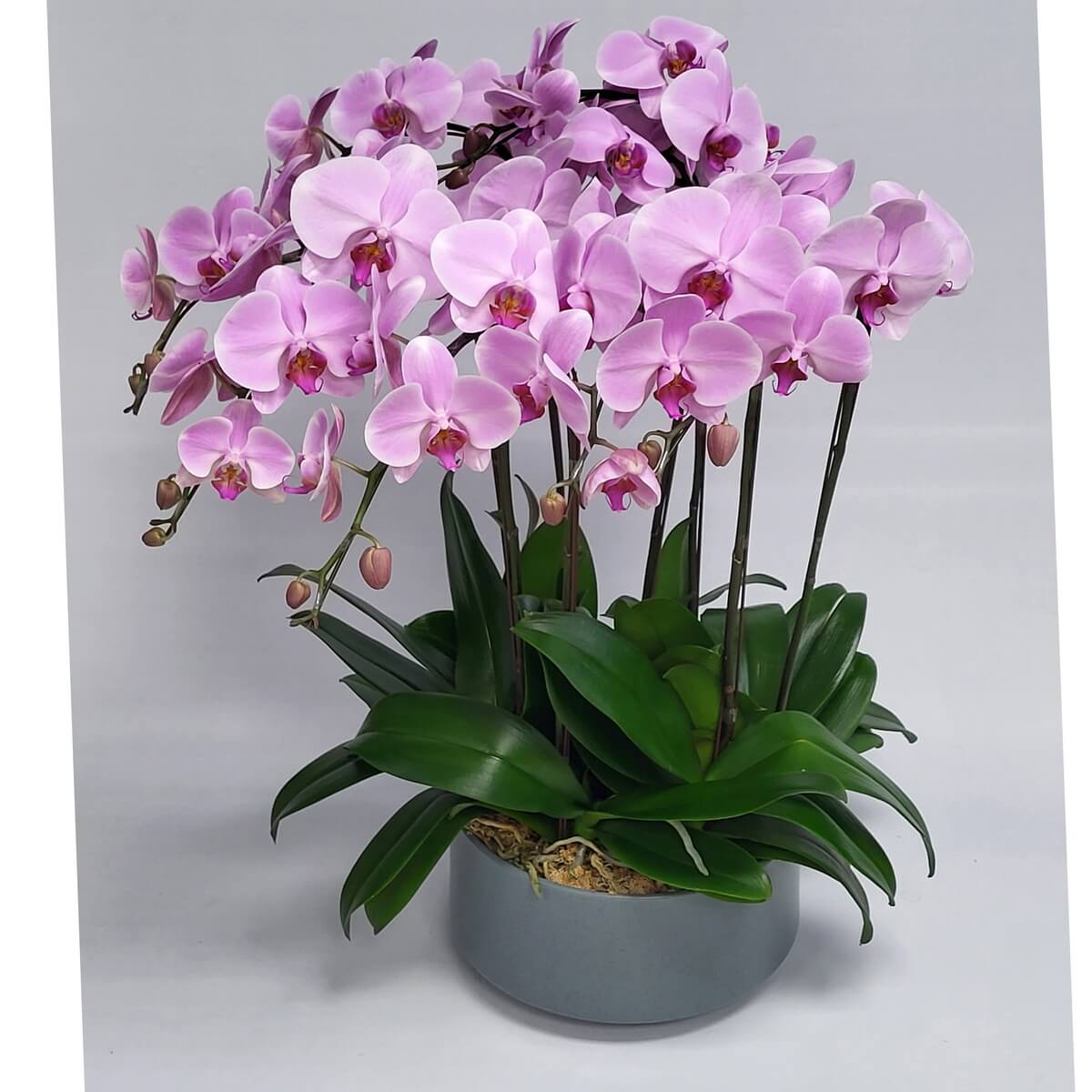 Original photo of lush pink Phalaenopsis orchids with dark green foliage, displayed in a modern round grey ceramic pot lined with moss 粉紅蝴蝶蘭盛開配濃綠葉片，種於鋪有青苔的現代灰色圓形陶瓷盆中