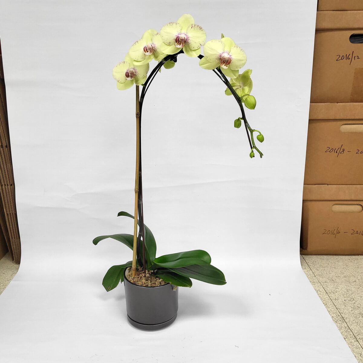 Single-stem pale yellow Phalaenopsis orchid with pink centers, green buds, and broad leaves in a dark grey pot 淡黃色蝴蝶蘭單枝植株，配粉紅花心與綠色花苞，濃綠闊葉環繞，放置於深灰色亮面花盆中。