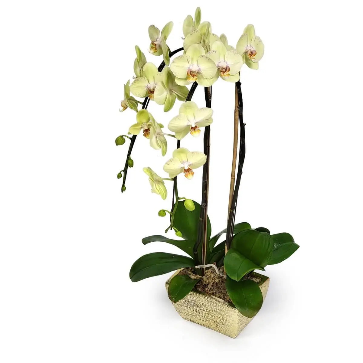 Elegant pale yellow Phalaenopsis orchids with soft pink throats, green foliage, and moss base in a textured golden ceramic pot | 雅致淡黃蝴蝶蘭配粉紅花心與綠葉，鋪以水苔，置於金紋陶盆中
