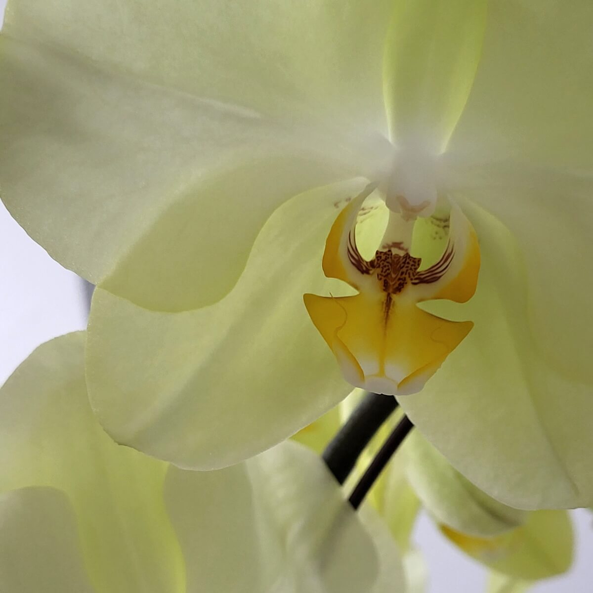 Close-up of a soft yellow Phalaenopsis orchid with delicate petals and patterned lip 柔黃色蝴蝶蘭花特寫，花瓣細膩輕柔，中央唇瓣呈現黃白漸層與細緻棕色紋路，展現優雅細節美感。