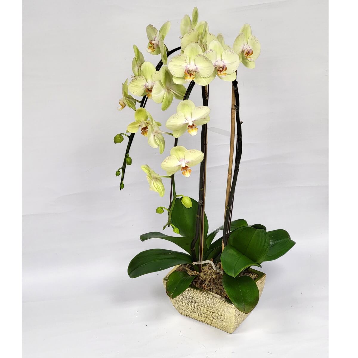 Arrangement of pale yellow Phalaenopsis orchids with orange centers, green buds, and wide glossy leaves in a square gold ceramic pot 淡黃色蝴蝶蘭花藝擺設，配橙色花心、翠綠花苞及濃綠闊葉，放置於方形金色陶瓷花盆中。