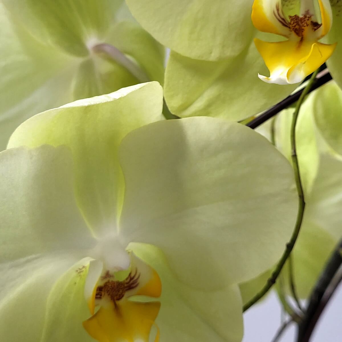 Close-up of soft yellow Phalaenopsis orchids with gently curved petals and yellow lips with brown markings 柔和淡黃色蝴蝶蘭特寫，花瓣輕盈飄逸，中央唇瓣為黃白漸層，飾有細緻棕色紋理。