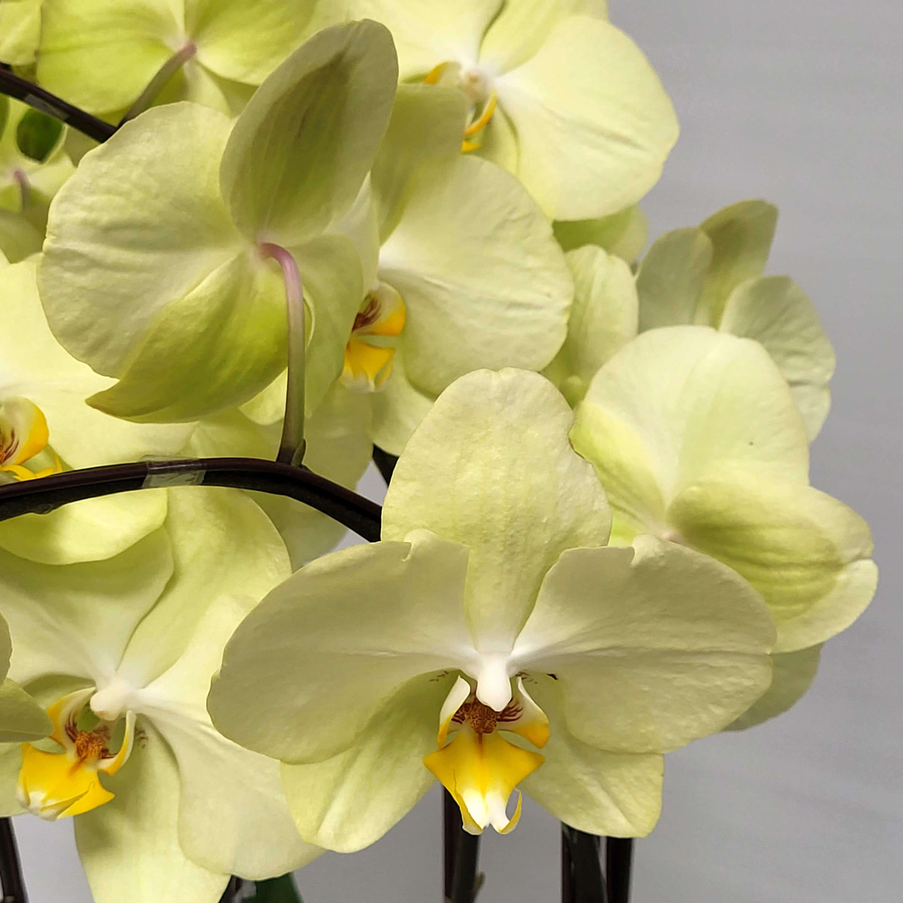 Cluster of pale yellow Phalaenopsis orchids featuring soft petals and white-yellow lips - 淡黃色蝴蝶蘭花瓣柔和，配白黃唇瓣