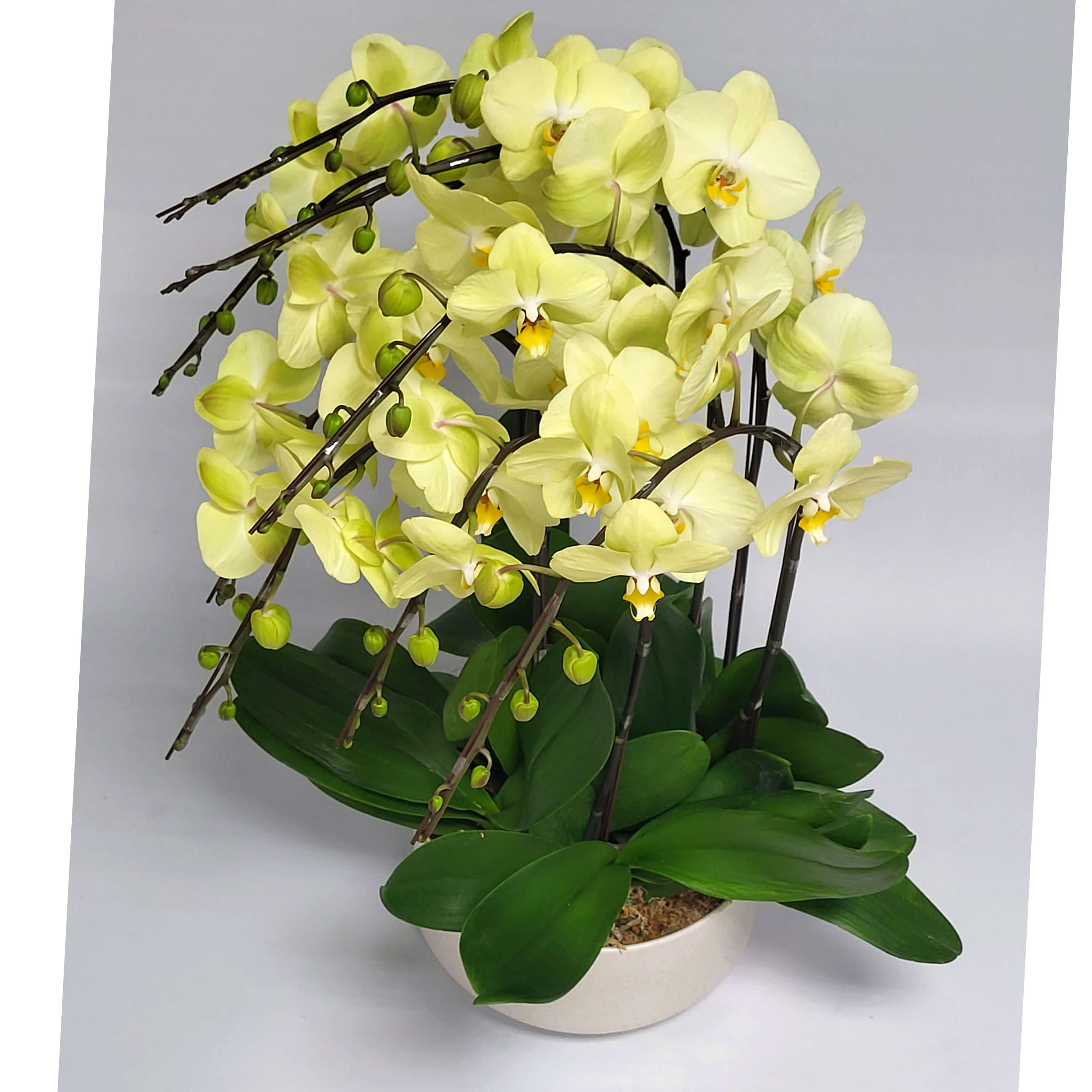 Original display of pale yellow Phalaenopsis orchids with white-yellow centers, arching dark stems, green buds, and broad foliage - 淡黃色蝴蝶蘭盆栽全景，白黃花心，拱形深色花梗，綠色花苞及寬闊葉片