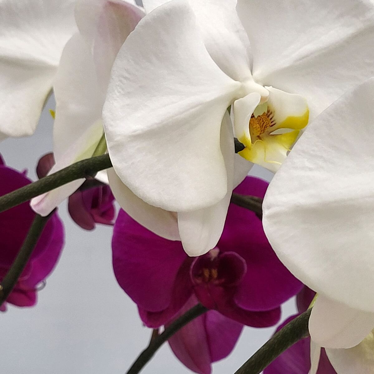Close-up of white Phalaenopsis orchids with yellow-orange centers and magenta orchids in the background 白色蝴蝶蘭花瓣潔白，唇瓣飾以黃色及橙色細節，背景為洋紫紅色蝴蝶蘭，形成鮮明對比。