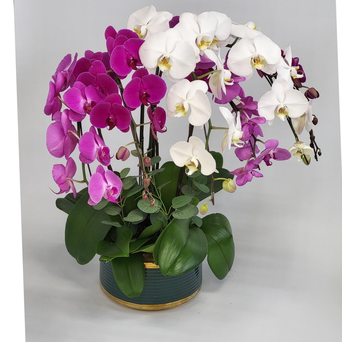 Arrangement of white and magenta Phalaenopsis orchids with buds and broad leaves in a dark green pot with gold rim 白色與洋紅蝴蝶蘭盆栽，花苞交錯，綠葉環繞，擺放於帶金邊的墨綠色陶瓷花盆中。