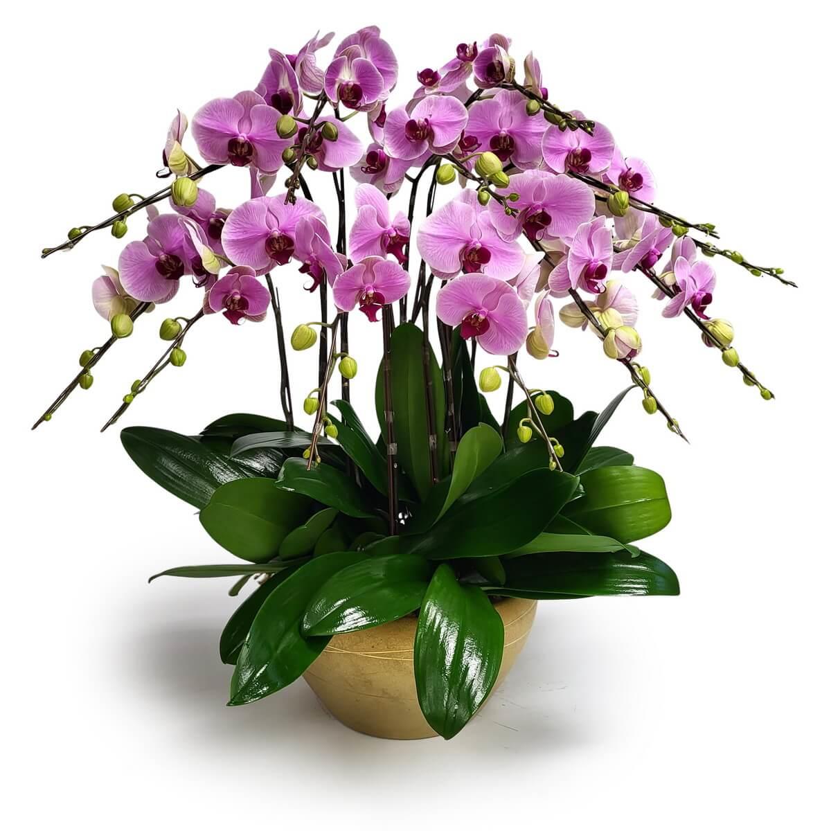Opulent Pink Orchids Thank You Flowers