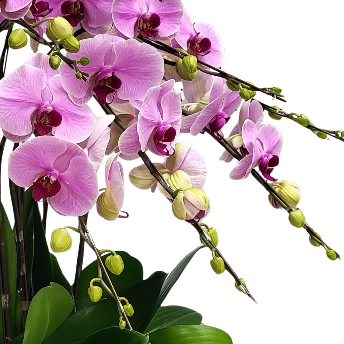 Elegant pink Phalaenopsis orchids with rich magenta centers 粉紅蝴蝶蘭花瓣柔美，紫紅花心鮮明，沿著修長花梗綻放，點綴含苞花蕾與翠綠葉片，綻放出高雅脫俗的魅力。