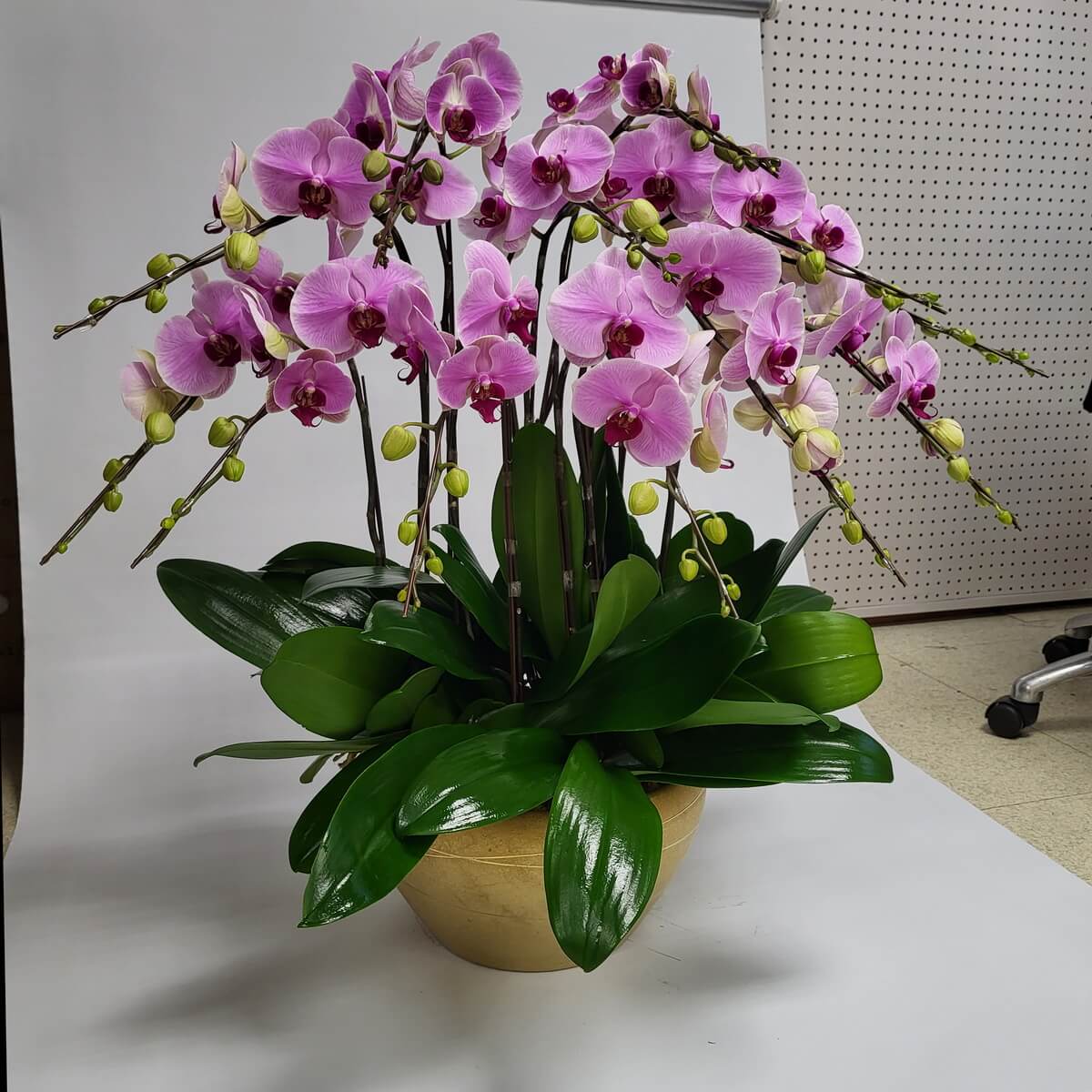 Arrangement of pink Phalaenopsis orchids with magenta centers, green buds, and broad leaves in a beige pot 粉紅蝴蝶蘭配紫紅花心及花苞，濃綠闊葉環繞，整齊擺設於米黃色花盆中。