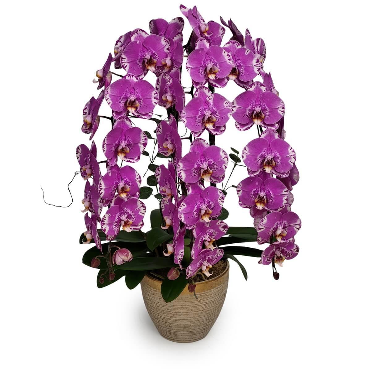 Empress Phalaenopsis Orchids