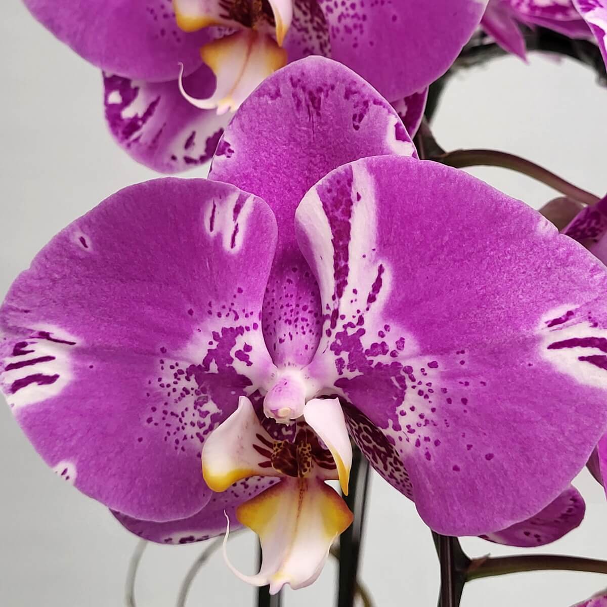 Close-up of Pink Treasure Map orchid featuring broad pink petals with white edges and speckled patterns - 粉紅地圖蝴蝶蘭花瓣白邊及斑點特寫